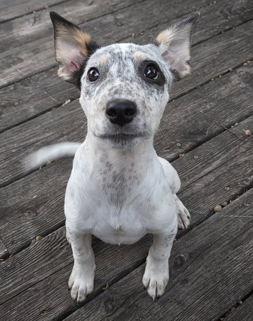 MILLE LACS* - Australian Cattle Dog/Blue Heeler available for adoption