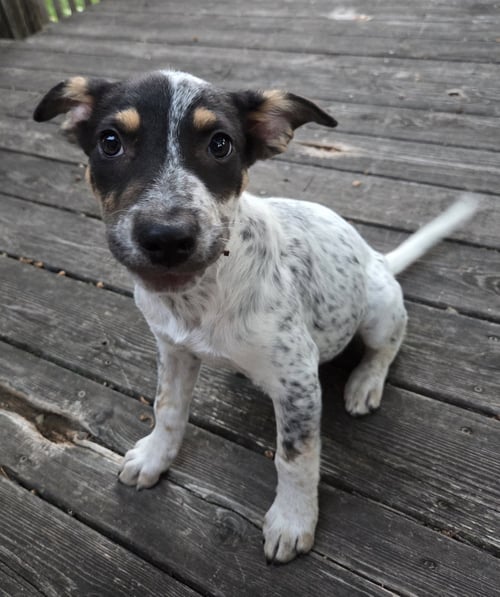 POKEGAMA* - Australian Cattle Dog/Blue Heeler available for adoption