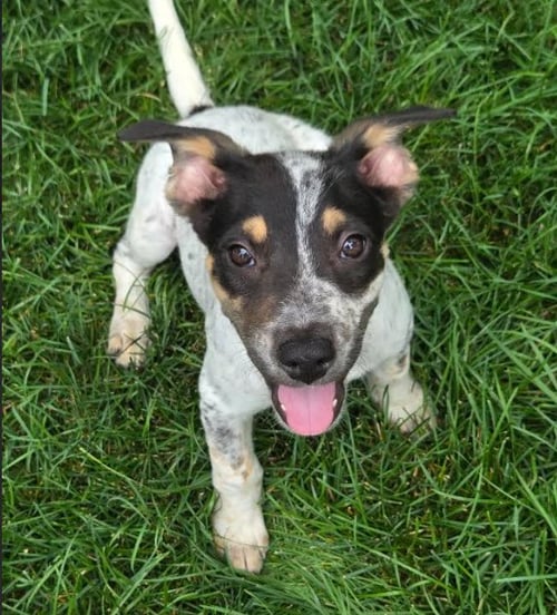 POKEGAMA* - Australian Cattle Dog/Blue Heeler available for adoption