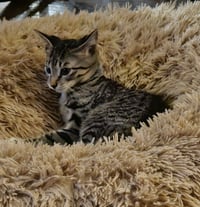 Pepper - Photo 4