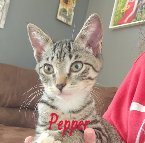PEPPER - Domestic Short Hair available for adoption