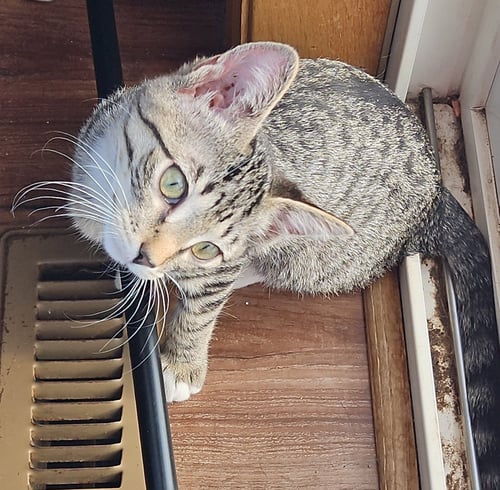 PEPPER - Domestic Short Hair available for adoption