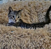 Pepper - Photo 3