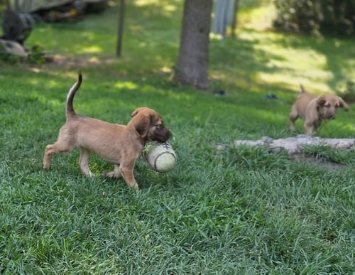 DANUBE - Labrador Retriever / Poodle (Standard) available for adoption