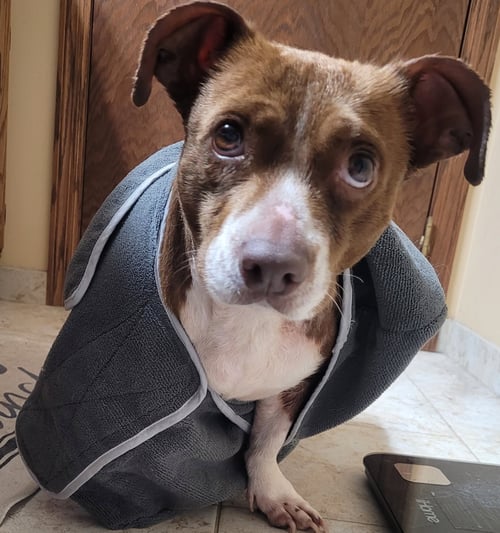 LUCITA - Dachshund available for adoption