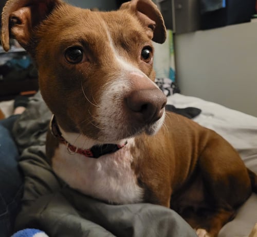 LUCITA - Dachshund available for adoption