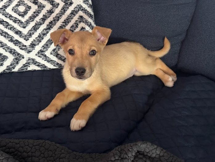 CHESTER - Terrier available for adoption