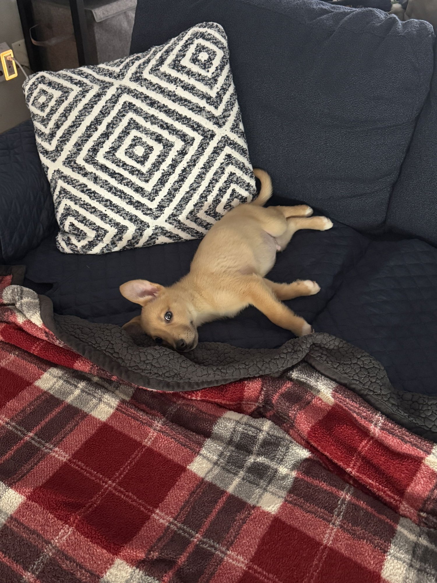 CHESTER - Terrier available for adoption