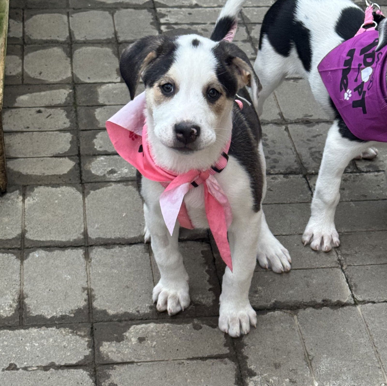 FORTUNA - Great Pyrenees / Labrador Retriever available for adoption