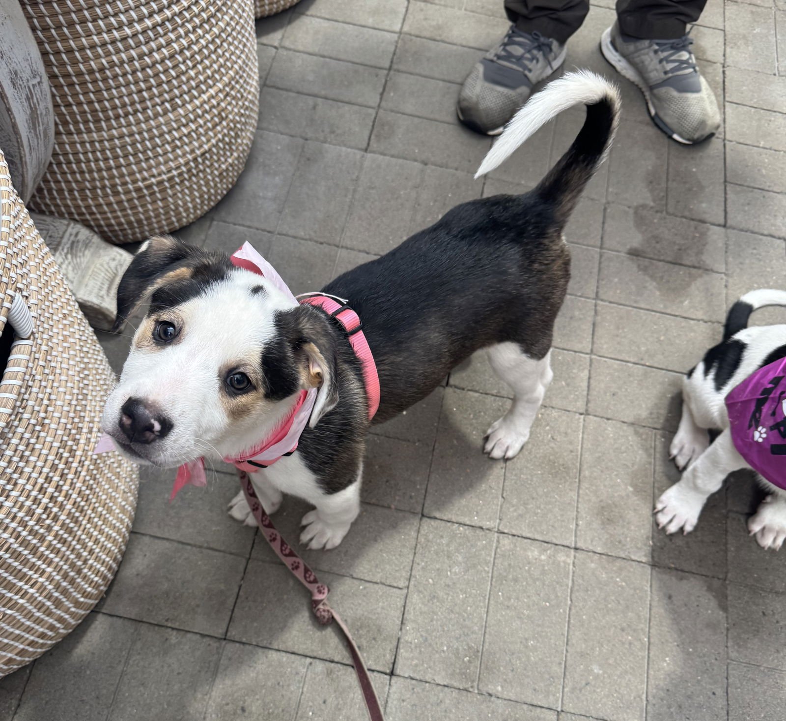 FORTUNA - Great Pyrenees / Labrador Retriever available for adoption