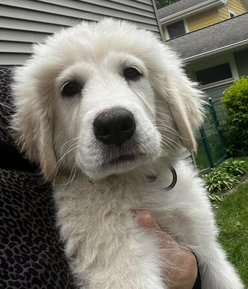 JAZZY - Great Pyrenees available for adoption