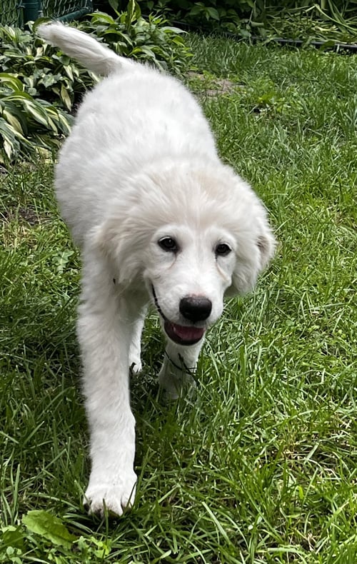 JAZZY - Great Pyrenees available for adoption