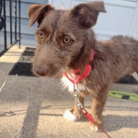 Brownie - Photo 2