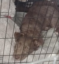 Brownie - Photo 4