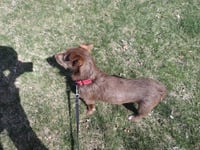 Brownie - Photo 5