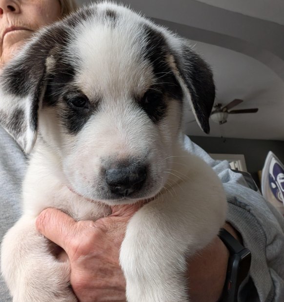 FELIX - Great Pyrenees / Labrador Retriever available for adoption