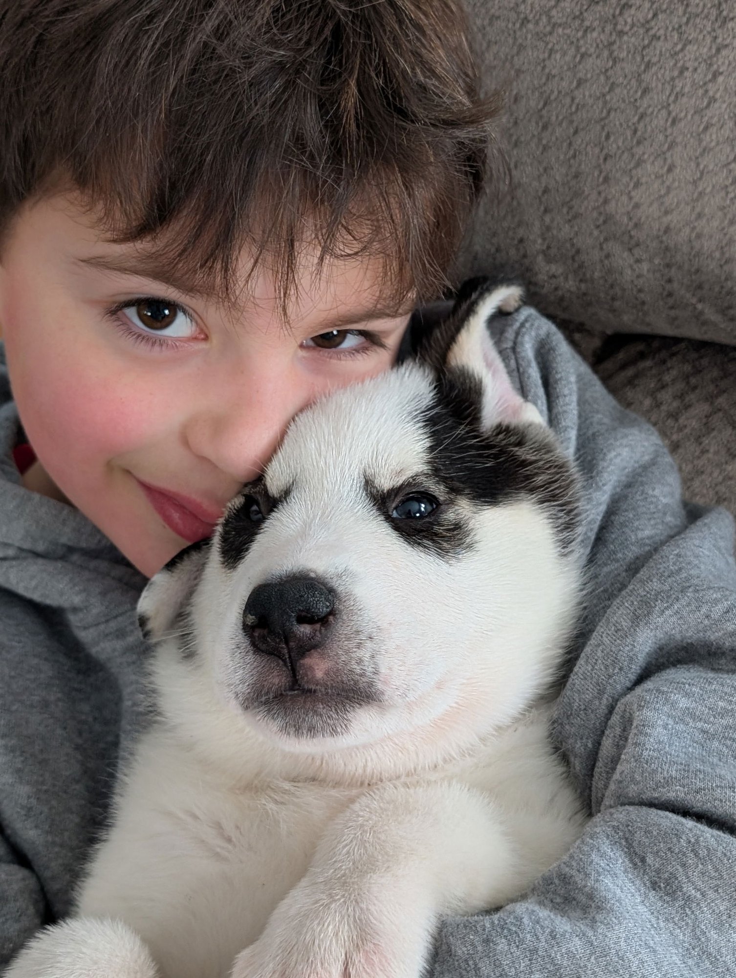 FELIX - Great Pyrenees / Labrador Retriever available for adoption