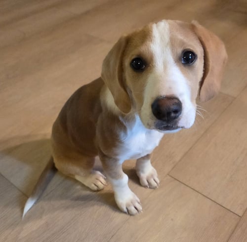 CRICKET - Beagle available for adoption