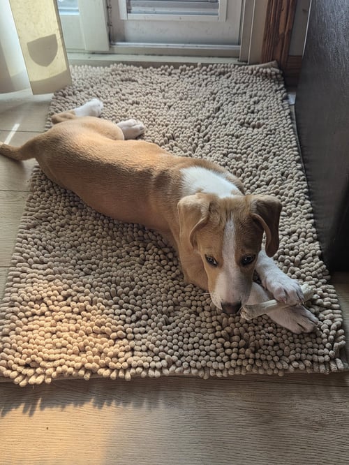CRICKET - Beagle available for adoption