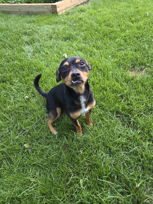 STALLONE - Terrier available for adoption