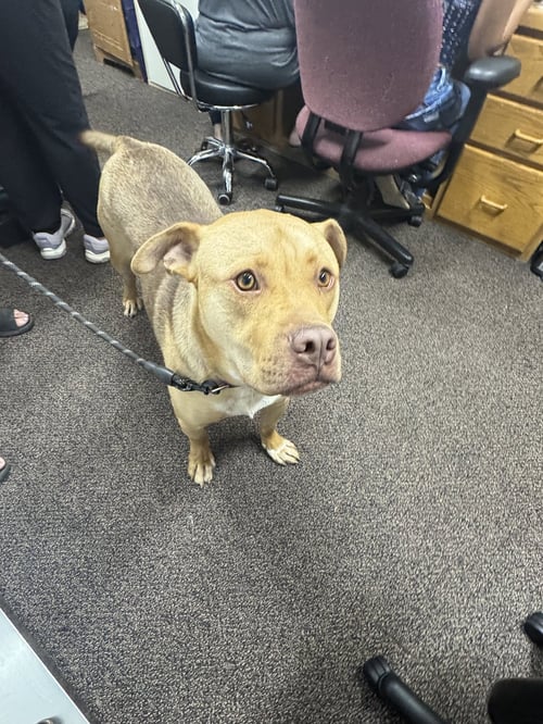 KOOTENAY - Shepherd / Pit Bull Terrier available for adoption