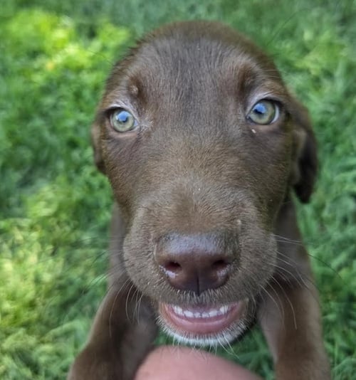 HUDSON
