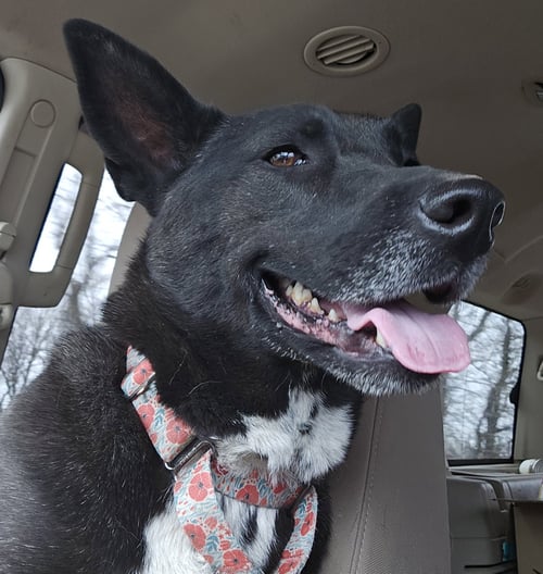 LILY BLOOM - Shepherd / Terrier available for adoption