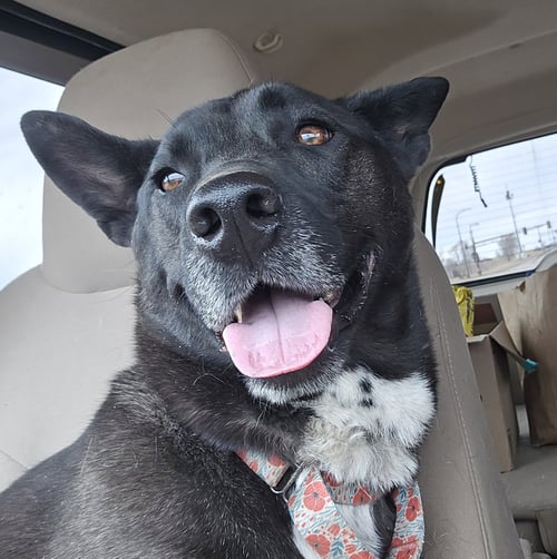 LILY BLOOM - Shepherd / Terrier available for adoption