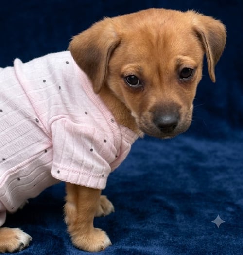 RORY - Dachshund available for adoption