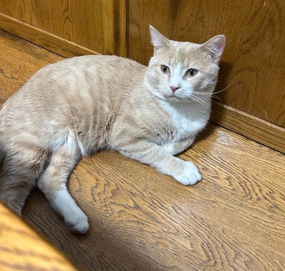 LITTLE DUDE - Tabby available for adoption