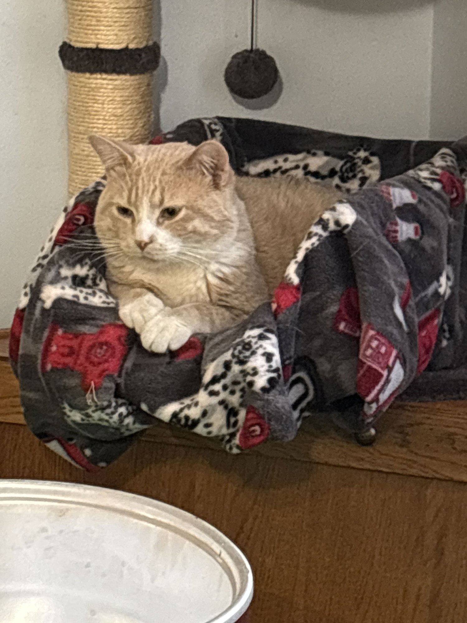 LITTLE DUDE - Tabby available for adoption