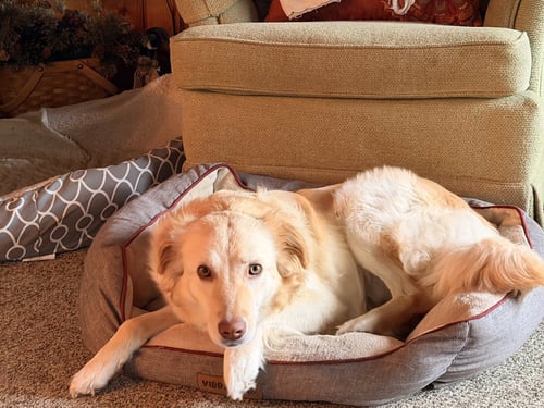 MITZI - Golden Retriever / Nova Scotia Duck-Tolling Retriever available for adoption