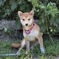 Gemma - Photo 1