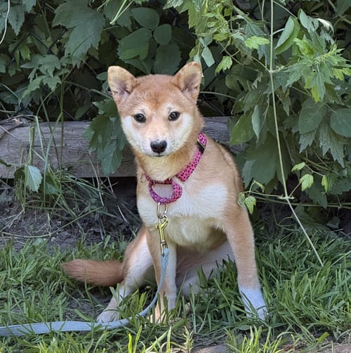 GEMMA - Shiba Inu available for adoption