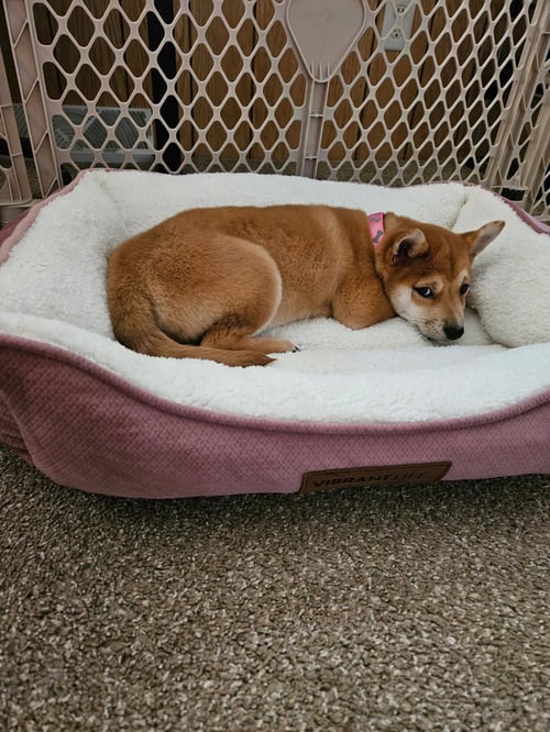 GEMMA - Shiba Inu available for adoption