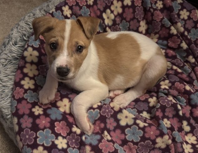 BUSTER - Terrier available for adoption