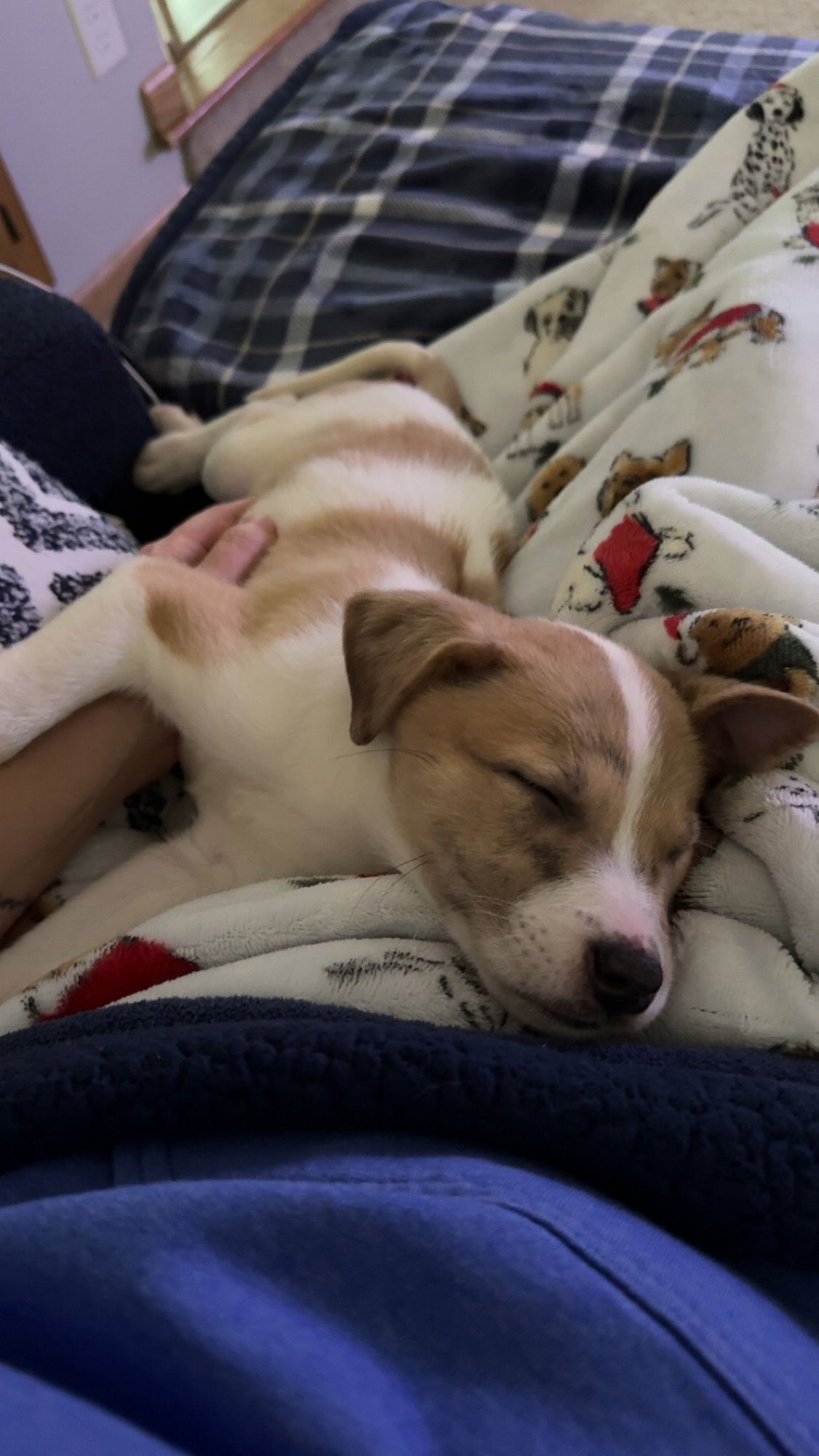 BUSTER - Terrier available for adoption