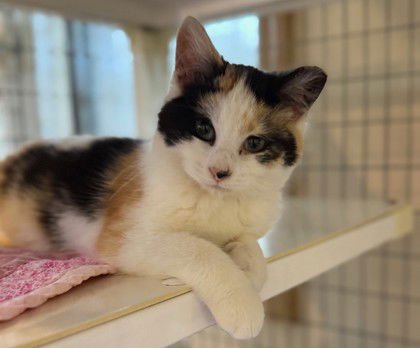 ARAMINTA - Domestic Short Hair available for adoption