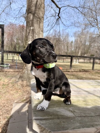 ELLIE - Unknown available for adoption