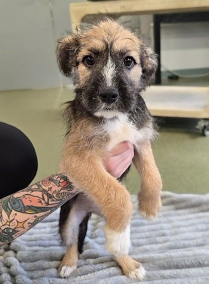 THIN MINT - Terrier available for adoption