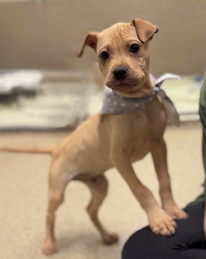 SQUIRT - Chinese Shar-Pei available for adoption