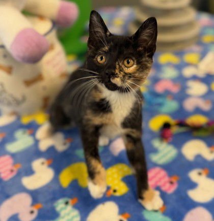 TUK - Domestic Short Hair available for adoption