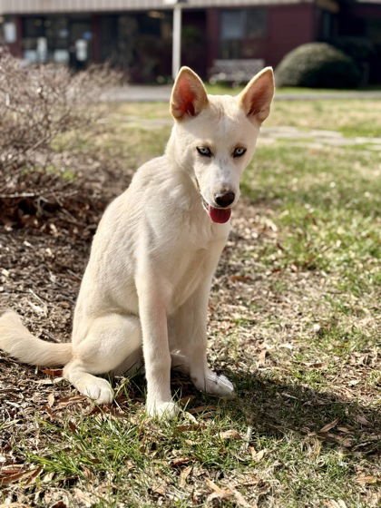 RYKER - Siberian Husky available for adoption