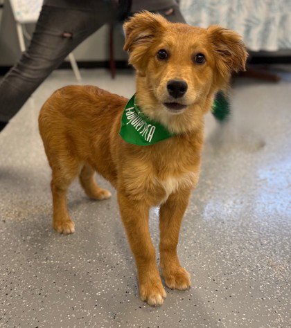 TIBBS - Australian Shepherd available for adoption