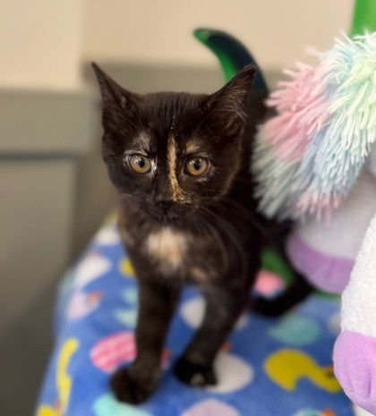 KIRI - Domestic Short Hair available for adoption