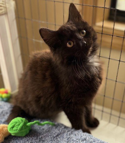 ALICE - Domestic Long Hair available for adoption