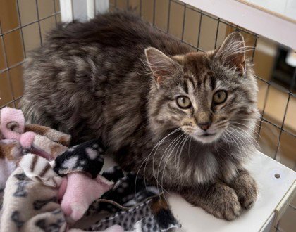 BELLA - Domestic Long Hair available for adoption