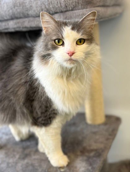 MONET - Domestic Long Hair available for adoption
