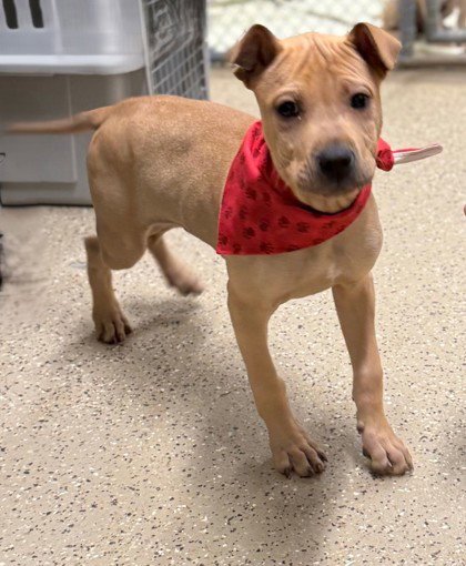 BERT - Chinese Shar-Pei available for adoption