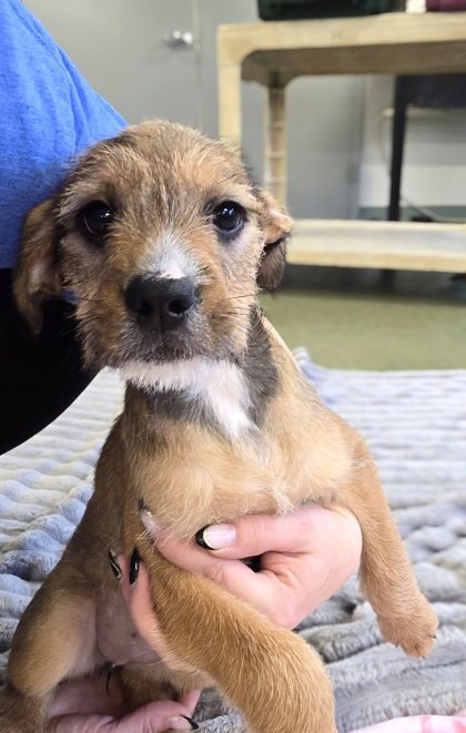 EXPLOREMORE - Terrier available for adoption